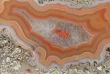 Polished Banded Agate Section - Kerrouchen, Morocco #181388-1